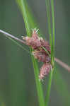 Sturdy bulrush